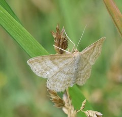 Idaea macilentaria