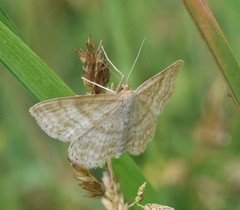 Idaea macilentaria