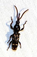 Orfilaia vulsellata