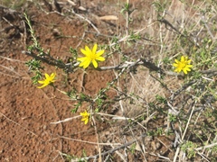 Osteospermum leptolobum