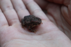 Incilius occidentalis