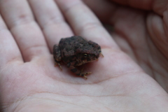Incilius occidentalis