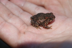 Incilius occidentalis