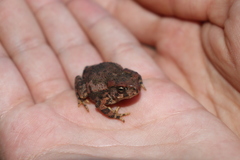 Incilius occidentalis