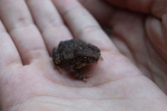Incilius occidentalis