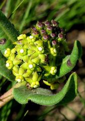 Xysmalobium