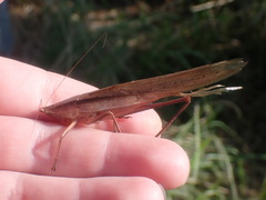 Neoconocephalus caudellianus
