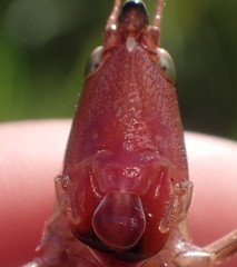 Neoconocephalus caudellianus