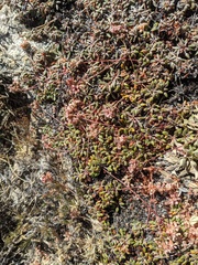 Eriogonum polypodum