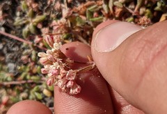 Eriogonum polypodum