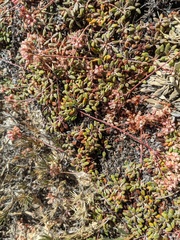 Eriogonum polypodum