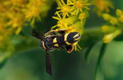 Leucospis affinis affinis