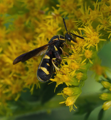 Leucospis affinis affinis