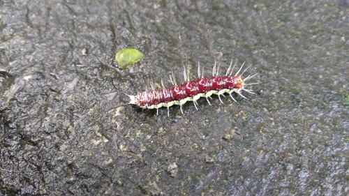 Isabella's Longwing