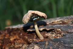 Cypherotylus californicus