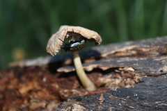 Cypherotylus californicus