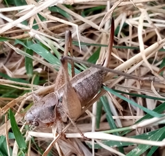 Bucephaloptera bucephala