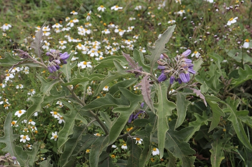 lanceleaf nightshade