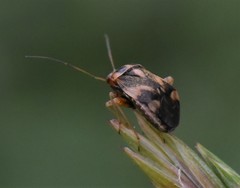 Cyphodema instabilis
