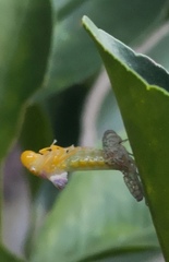 Homalodisca vitripennis