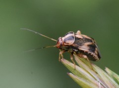 Cyphodema instabilis
