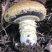 Stropharia scabella - Photo (c) pinonbistro, some rights reserved (CC BY-NC), uploaded by pinonbistro