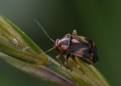 Cyphodema instabilis