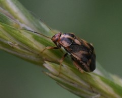 Cyphodema instabilis