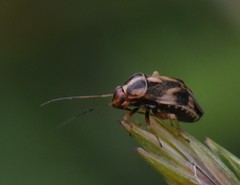 Cyphodema instabilis