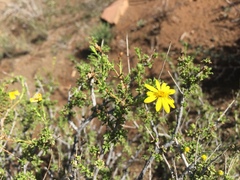 Osteospermum leptolobum
