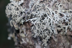 Pseudevernia