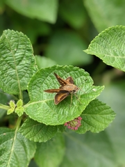 Poanes viator