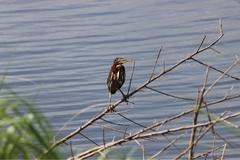 Butorides virescens image