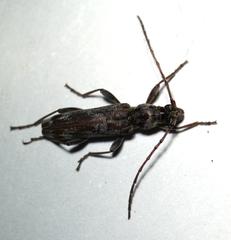 Graciliderolus parvus