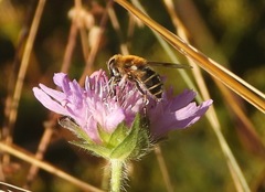 Eristalis jugorum