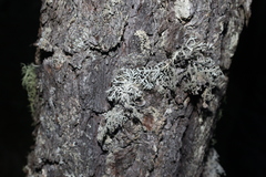 Pseudevernia consocians