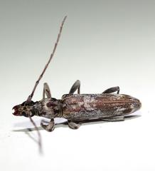 Graciliderolus parvus