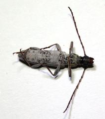 Graciliderolus parvus