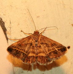 Acantholipes trimeni