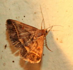 Acantholipes trimeni
