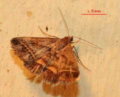 Acantholipes trimeni