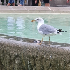 Larus michahellis