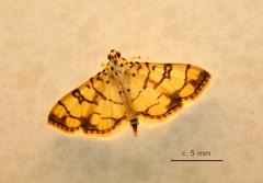 Pardomima