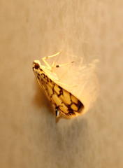 Pardomima