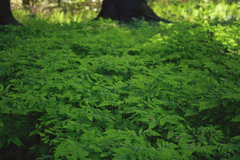Gymnocarpium dryopteris