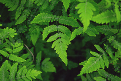 Gymnocarpium dryopteris