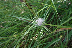 Allium pyrenaicum