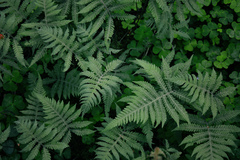 Phegopteris connectilis