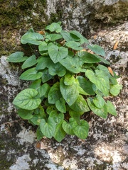 Viola alba dehnhardtii