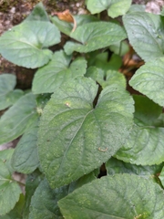 Viola alba dehnhardtii